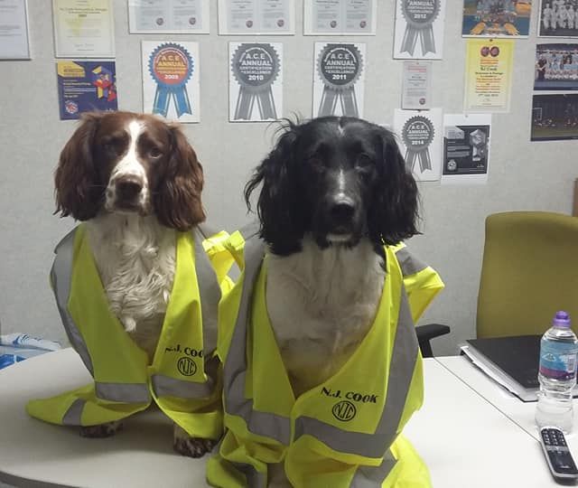 New helpers